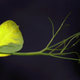Illustration for article titled The First Space Flower Bloomed Decades Ago, Not This Week